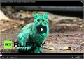 חתול ירוק ומסתורי בבולגריה
