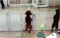 ריקוד מצחיק של כלב חמוד