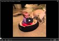 הכלב מפיל את התינוק ממיטת כלבים