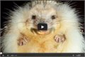 חיות צוחקות, הסרטון שיעשה לכם את היום