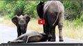 תראו איך הפילים עוזרים לפיל הקטן שהתמוטט על הכביש