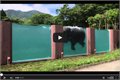 בריכה ענקית לפילים ביפן