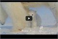 דובים לבנים מגלים מצלמה נסתרת