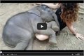 פיל קטן נרדם על הברכיים של בחורה