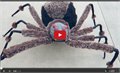 עכביש ענקי - פספוסים