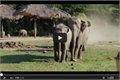 אהבה תמורת אהבה (סרטון על פילים)
