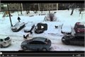 כלבים משוטטים תוקפים אנשים ברחוב - רוסיה