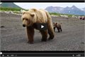 לפגוש דובים בטבע ולהישאר בחיים!