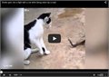 חתול נאבק בנחש שבו נאכל על ידי קרפדה