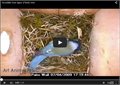 איך ציפור בונה קן - צילום פנימי