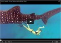 ריקוד תת ימי עם כריש לוויתן