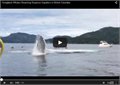 הלווייתן הפתיע תיירים בקולומביה הבריטית