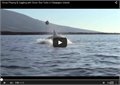 לווייתן מקפיץ צב ים