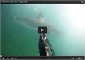 מפגש עם כריש ענקית כמעט נגמר באסון