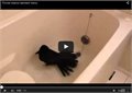 עורב מתרחץ באמבטיה