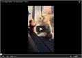 תינוק בתחפושת גור משחק עם אריה בגן החיות