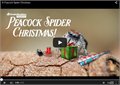 מנגינה של עכביש לחג המולד