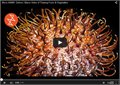 וידאו הפשרה מאקרו של פירות וירקות, מדהים!