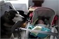 בייביסיטר מעוולה , כלב מרגיע תינוק שבוכה. מייל ענק