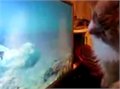 חתול ושומר מסך אקוואריום
