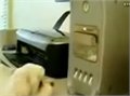 כלב נגד מגש דיסק מחשב