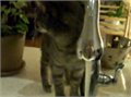 חתול צמא