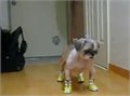כלב מתבייש בנעליו החדשים
