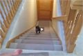כלב מצחיק, אוהב לרוץ במדרגות