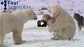 דובי קוטב וכלבים משחקים ביחד